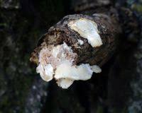 Attēlu rezultāti vaicājumam “Antrodiella semisupina”