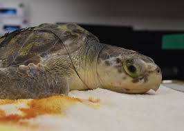 Image result for Lepidochelys kempii