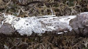 Attēlu rezultāti vaicājumam “Athelia arachnoidea”