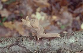 Attēlu rezultāti vaicājumam “Macrotyphula fistulosa”