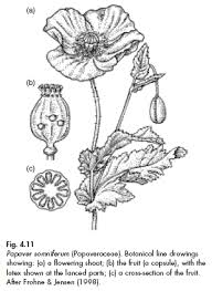 Attēlu rezultāti vaicājumam “Papaver argemone fruit”