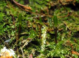 Attēlu rezultāti vaicājumam “Buxbaumia viridis”