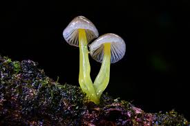 Attēlu rezultāti vaicājumam “Mycena epipterygia”