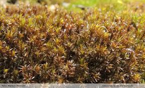 Attēlu rezultāti vaicājumam “Didymodon tophaceus”