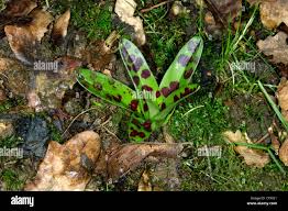 Attēlu rezultāti vaicājumam “Orchis mascula leaf”
