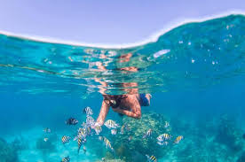 Image result for East Snorkellers