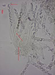 Attēlu rezultāti vaicājumam “Peziza flavida”