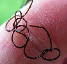 Attēlu rezultāti vaicājumam “Gordius aquaticus”