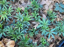 Image result for Helleborus foetidus