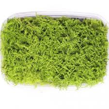 Attēlu rezultāti vaicājumam “Atrichum undulatum sporophyte”