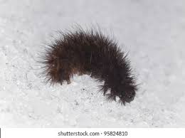 Attēlu rezultāti vaicājumam “Phragmatobia fuliginosa larva”