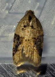 Attēlu rezultāti vaicājumam “Acleris laterana”