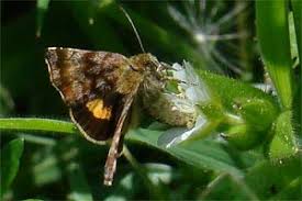 Attēlu rezultāti vaicājumam “Panemeria tenebrata”