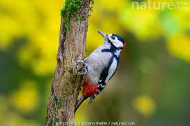 Attēlu rezultāti vaicājumam “Dendrocopos major male”