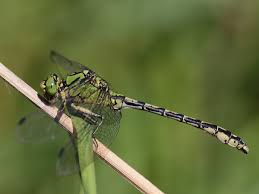 Attēlu rezultāti vaicājumam “Ophiogomphus cecilia”