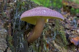 Attēlu rezultāti vaicājumam “Tricholomopsis rutilans”