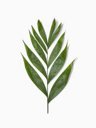 Attēlu rezultāti vaicājumam “Comatricha elegans stalked”