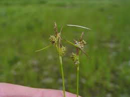 Attēlu rezultāti vaicājumam “Carex viridula”