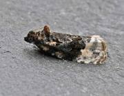 Attēlu rezultāti vaicājumam “Apotomis betuletana”