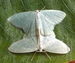 Attēlu rezultāti vaicājumam “Jodis putata”