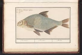 Image result for Abramis brama