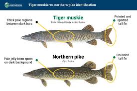 Image result for Esox masquinongy