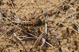 Attēlu rezultāti vaicājumam “Bembix rostrata”