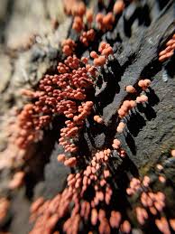 Attēlu rezultāti vaicājumam “Arcyria stipata macro”