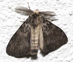 Attēlu rezultāti vaicājumam “Lymantria monacha imago”