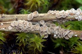 Attēlu rezultāti vaicājumam “Arrhenia retiruga”