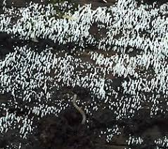 Attēlu rezultāti vaicājumam “Mucronella calva”