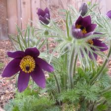 Image result for Pulsatilla