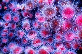 ผลการค้นหารูปภาพสำหรับ strawberry anemone