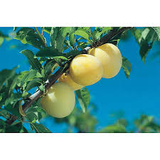 Attēlu rezultāti vaicājumam “Prunus (plum-tree) fruit”