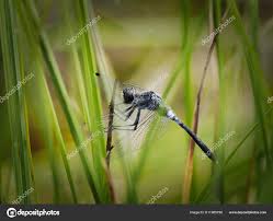 Attēlu rezultāti vaicājumam “Leucorrhinia albifrons female”