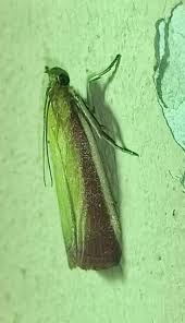 Attēlu rezultāti vaicājumam “Oncocera semirubella”