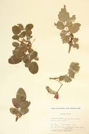 Attēlu rezultāti vaicājumam “Berberidaceae”