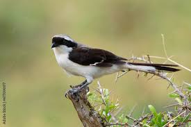 Attēlu rezultāti vaicājumam “Laniidae”