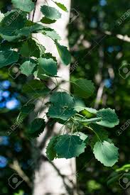 Attēlu rezultāti vaicājumam “Populus tremula leaf”