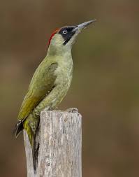 Attēlu rezultāti vaicājumam “Picus viridis”