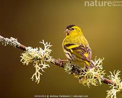 Attēlu rezultāti vaicājumam “Carduelis spinus male”