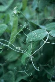 Attēlu rezultāti vaicājumam “Pisum sativum leaf”