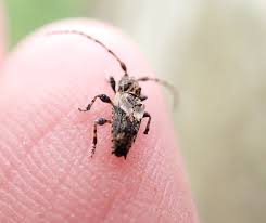 Attēlu rezultāti vaicājumam “Pogonocherus hispidulus”