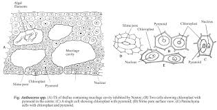 Attēlu rezultāti vaicājumam “Anthocerotopsida”