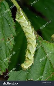 Attēlu rezultāti vaicājumam “Melanchra persicariae larva”