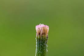 Attēlu rezultāti vaicājumam “Knautia arvensis bud”