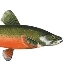 Image result for Salvelinus alpinus