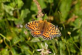 Attēlu rezultāti vaicājumam “Argynnis aglaja upperside”
