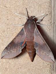 Attēlu rezultāti vaicājumam “Sphingidae”