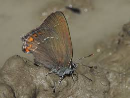 Attēlu rezultāti vaicājumam “Satyrium ilicis underside”